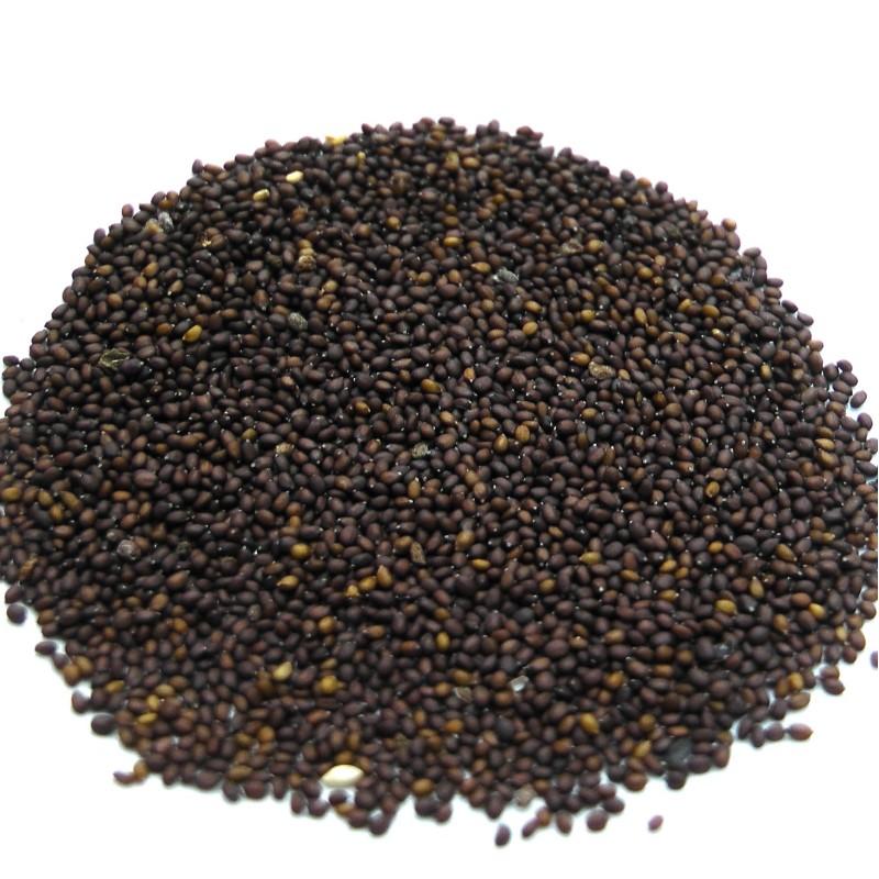 Basil Seed